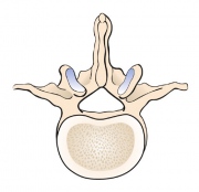 Lumbar Vertebra