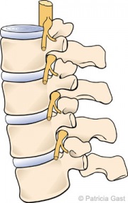 Lumbar Spine
