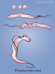 Trypanosoma cruzi