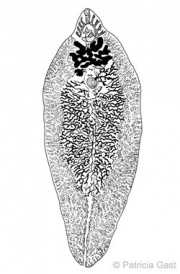 Fasciola hepatica