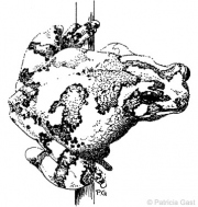Tree Frog