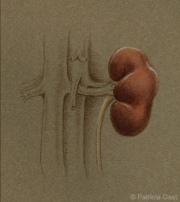 Kidney